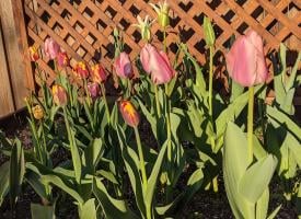 tulips