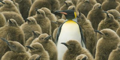 King Penguins (Aptenodytes patagonicus) Adult with chicks, South Georgia Island
