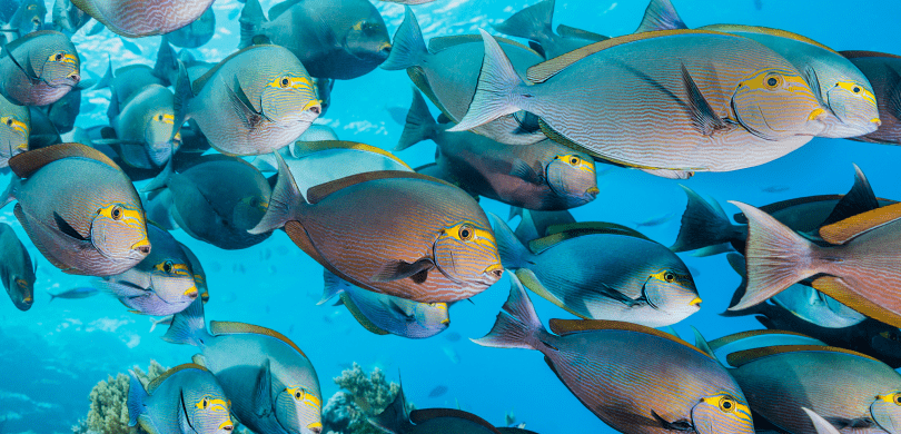 School of fish underwater