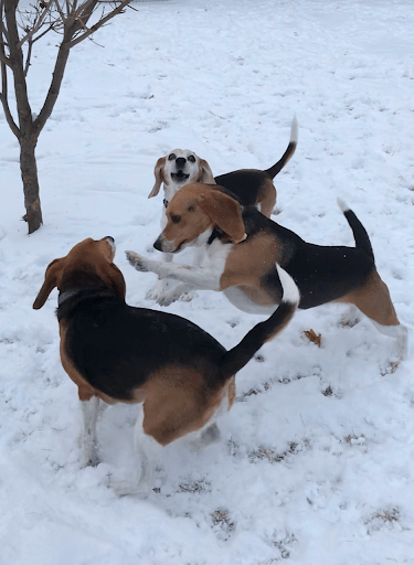 beagles playing in the snow