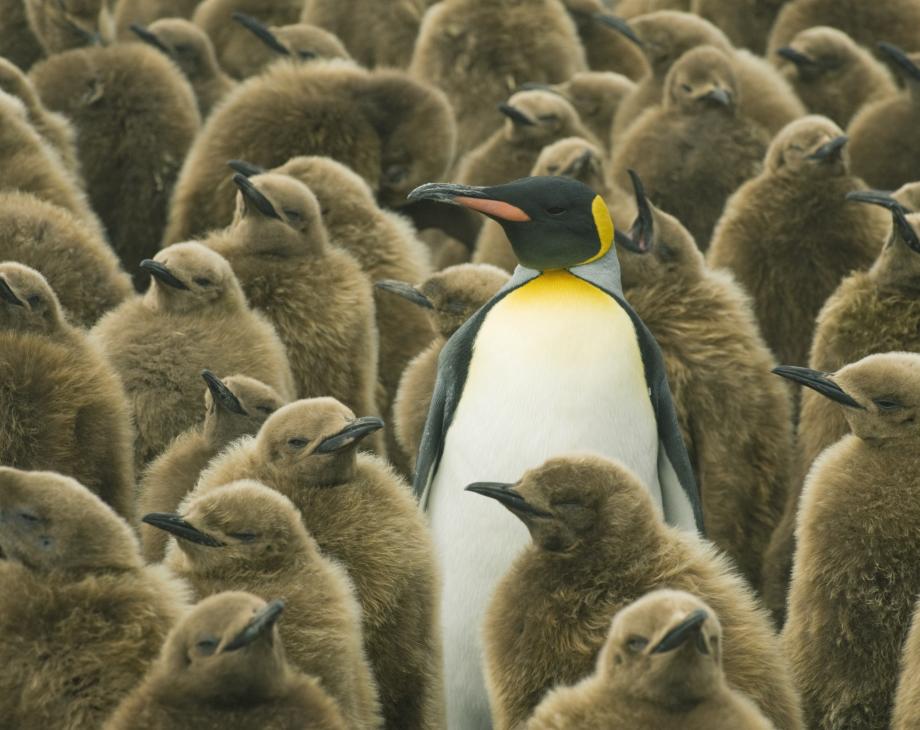 King Penguins (Aptenodytes patagonicus) Adult with chicks, South Georgia Island